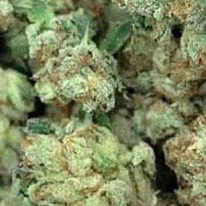 Meet your Posher, Kaylynn